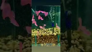 Pinkfireguppy 