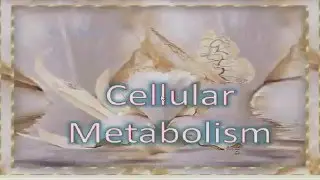 10 Cell Structure and function  Cellular Metabolism (English) Dr Essam H Ibrahim