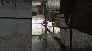 tumne mohabaat ke hai #shorts #shortvideos #youtubeshorts #trending #viral #