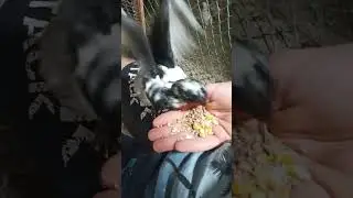 Гуля учится сам кушать❤