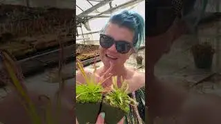 Easy to grow carnivorous plants: Drosera capensis