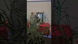 Geckos Repticon Lakeland