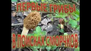 Первые грибы.  В поисках сморчков