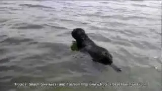 Diesel The Dog 2