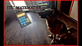 ПЁС МАТЕМАТИК