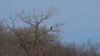 Falco peregrinus.мандрівний сокіл.сапсан.peregrine.ペレグリン