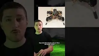 Lab Grown Brains Power Spider Robots #technews