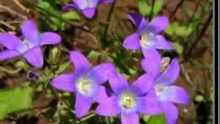 flowers of turkey's maden mountain