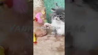 Самый игривый котенок на свете 😘😘😘