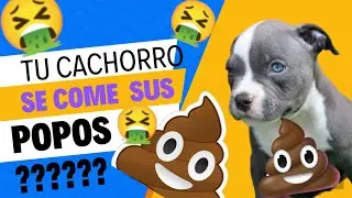 POR QUE TU PERRO COME SUS POPOS ????