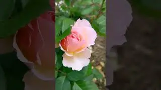 Роза Принцесса Шарлен де Монако ( PRINCESSE CHARLENE DE MONACO)