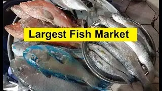 Largest Fish Market (Al-Qateef Saudi Arabia) أكبر سوق سمك القطيف السعودية