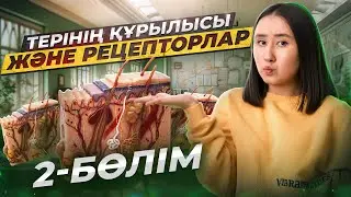 Терінің құрылысы және рецепторлар 2-бөлім | ҰБТ Биология