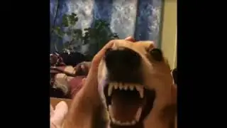 Funny videos| When bae is mad at you this is how you hear her talking😂😂😂