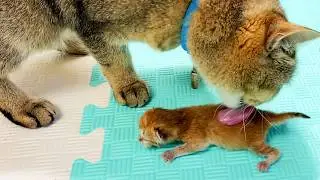 Feeding a three-day-old rescued kitten while the foster mother cat is carrying kittens. Subtitles!
