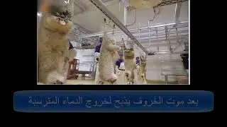 خرافة الصعق الكهربائي ،شاهد كيف تقتل الخراف بالكهرباء قبل ذبحها