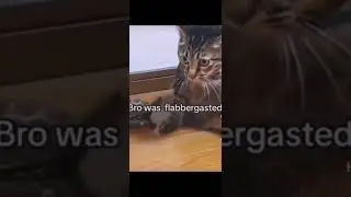 смешные ролики про животных