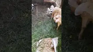 2 Indukan Domba Beranak 5 Ekor