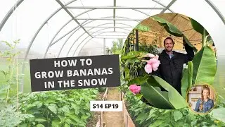 S14 E19: How to Grow Bananas in the Snow