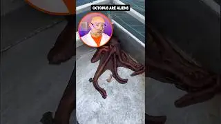 Octopus or alien?