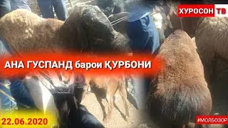 МОЛБОЗОР НАРХИ БУЗ ВА ГУСПАНД БАРОИ ҚУРБОНИ 22.06.2020