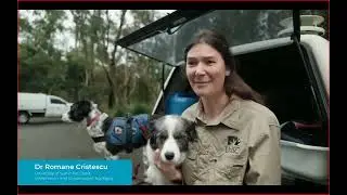 The Great Koala Count 2024 for National Science Week