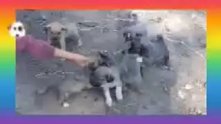 Цуцики Муцики.