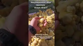 Перепела , белый гигант, отправка по России, от 150 шт. Шикарное вылупление отличный вес! ❤️