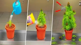 I Grew a Hempire Bud in My Weed Farm