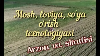 Qirg'iziston mosh o'rish texnikasi, dry bean harvester, zamonaviy texnologiya.