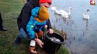 Впервые заселили озеро Юбилейное язем | Новости Гродно. 19.11.2021