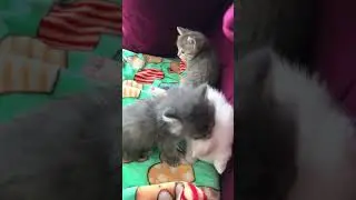 Котёнок моет котёнка #cat #animals #youtubeshorts