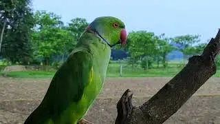 Cute talking parrot | Beautiful Parrots video | @Technophotography