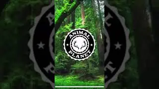 Милые Пандеки  ❤️❤️