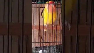 Latino Birds Common Lutino Birds