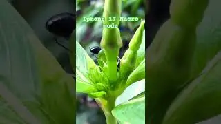 iPhone 17 Macro Mode Camera Test | Stunning Close-Ups & Music Video Shots