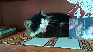 Божествений сон Мурчика