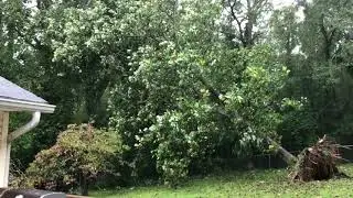 Irma Tree Goes Down