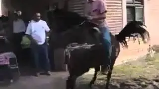 А лошать зажигает👑СТАВ ЛАЙК 👍 И ПОДПИСОВАЙСЯ НА КАНАЛ😉😉