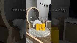 How do your cats react to bags?🛍️🤣 #cat #cats