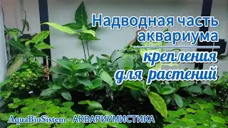 Надводная часть аквариума. Крепления для растений.