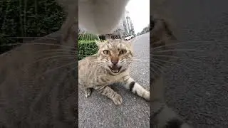 Catfight #catcute #cat #kitten