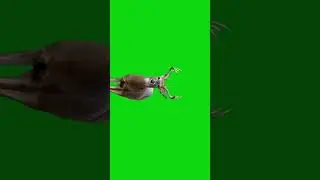 Deer Walking Green Screen Animation | Free Animal Stock Footage 