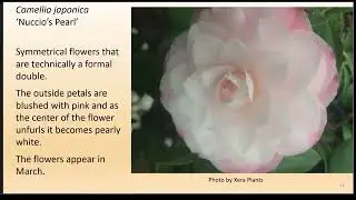 Creating Year-Round Color in Your Garden with OSU Master Gardeners