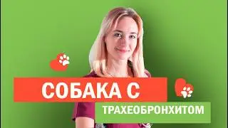 Собака с острым трахеобронхитом