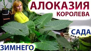 Alocasia macrorhiza macrorrhiza - the queen of the winter garden