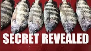 How To Catch Sheepshead With Live Shrimp (INSANE ACTION)
