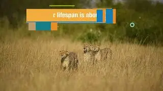 Cheetahs / Tano Bora / Maasai Mara / Wildlife Photography / Photography In The wild