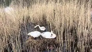 Swans are building a nest