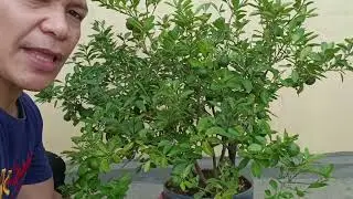 ANO ANG TAMANG HAKBANG SA PAG-AANI NG CALAMANSI ?Mga paraan na dapat malaman A-Gader FarmLand (V105)
